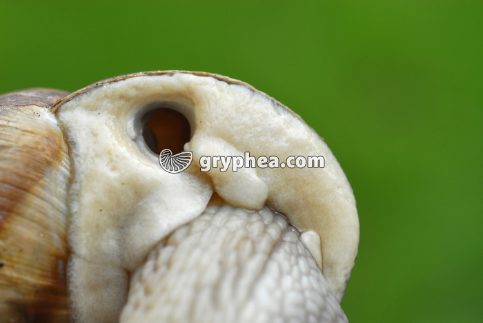 Escargot - respiration : ouverture de l'orifice respiratoire (pneumostome - gryphea.com